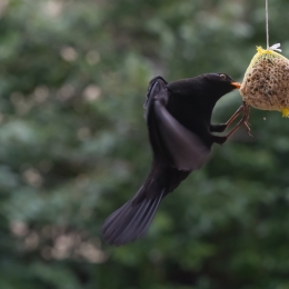 Vogel am Futterknödel _20130331_017