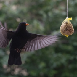 Amsel am Futterknödel 2013