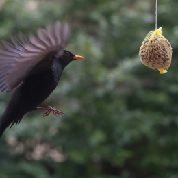 Vogel am Futterknödel _20130331_015