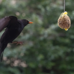 Vogel am Futterknödel _20130331_014