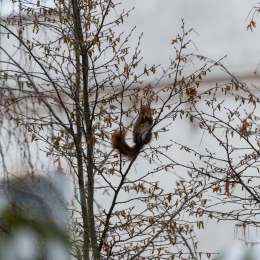 Diverses_20210208_0009