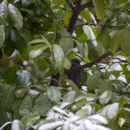 Diverses_20210208_0008