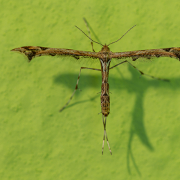 Federmotte_001_20210921