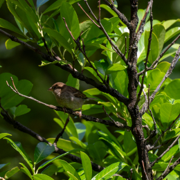 Balkon_2025_003_20250728