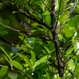 Balkon_2025_002_20250728