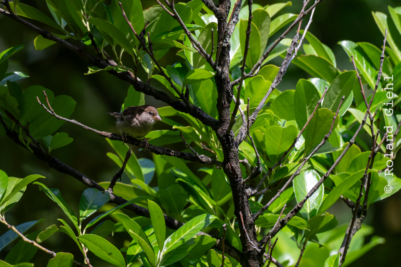 Balkon_2025_001_20250728