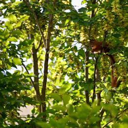 Balkon_2025_004_20250729