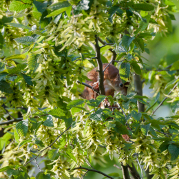 Eichhörnchen_20160730_002