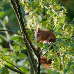 Eichhörnchen_20160730_003