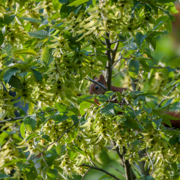 Eichhörnchen_20160730_001