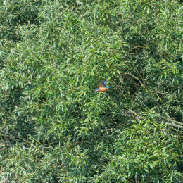 TestNikonTC14EIII_20160814_026