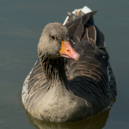 TestNikonTC14EIII_20160814_038