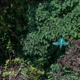 TestNikonTC14EIII_20160814_021