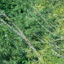 TestNikonTC14EIII_20160814_017