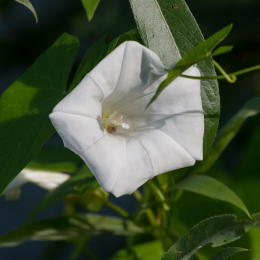 TestNikonTC14EIII_20160814_005