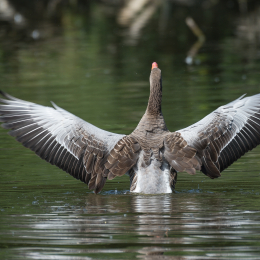 TestNikonTC14EIII_20160814_033