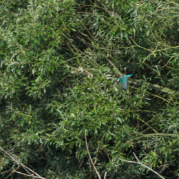 TestNikonTC14EIII_20160814_008