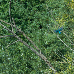 TestNikonTC14EIII_20160814_028