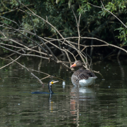 TestNikonTC14EIII_20160814_034