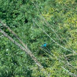 TestNikonTC14EIII_20160814_019