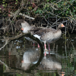 TestNikonTC14EIII_20160814_031