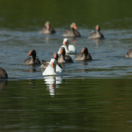 TestNikonTC14EIII_20160814_037