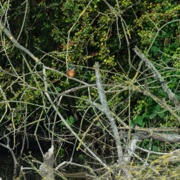 TestNikonTC14EIII_20160814_010