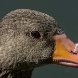 Nikon TC-14E III Konverter