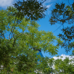 Nikon-Z-24-70-2-8_20190702_012