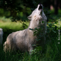 Fasanerie_Hanau_2011-06-11_12