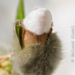Botanischer_Garten_Wuerzburg_20120401-008
