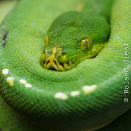 Wilhelma_Stuttgart_20120527-038