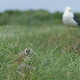 Helgoland-20130623-21