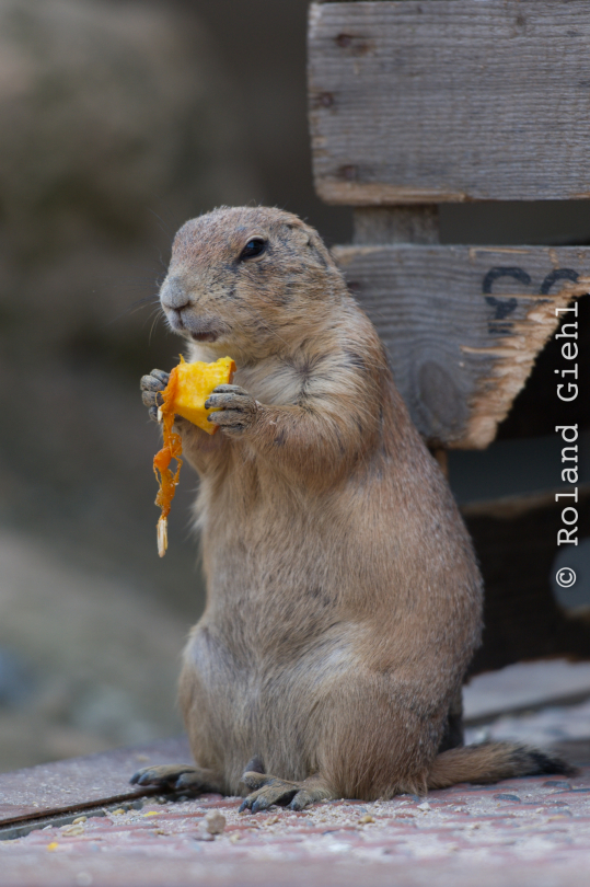 Zoo_Hannover-20130822-276