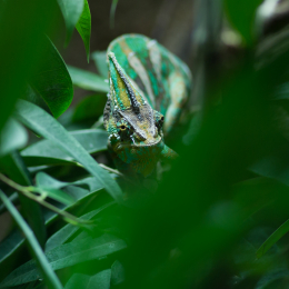 Reptilarium_Landau-20130330-09