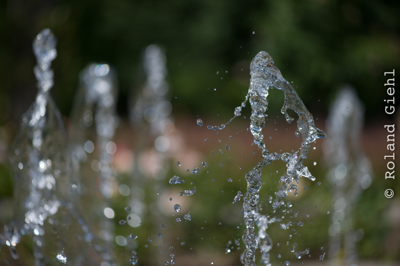 Palmengarten_Frankfurt-20130721-14