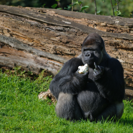 Gaiapark_2011-10-01_09