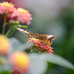 Wilhelma_Stuttgart_2011-05-21_27
