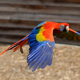Zoo-Koeln_2011-04-24_59