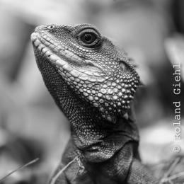 Vivarium_20130217-013