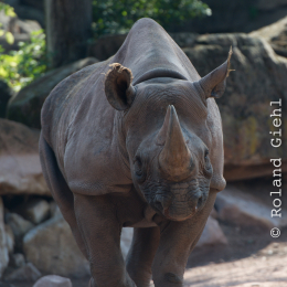 Zoo_Hannover-20130822-001