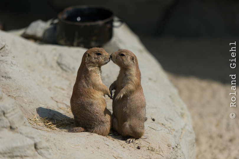 Zoo_Hannover-20130822-282