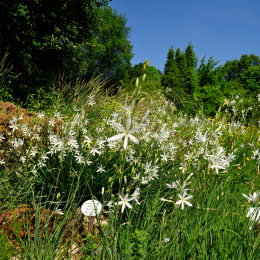 botanikgartenffm_64_2010-06-05