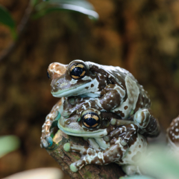 Zoo_Frankfurt_2012-02-05_09