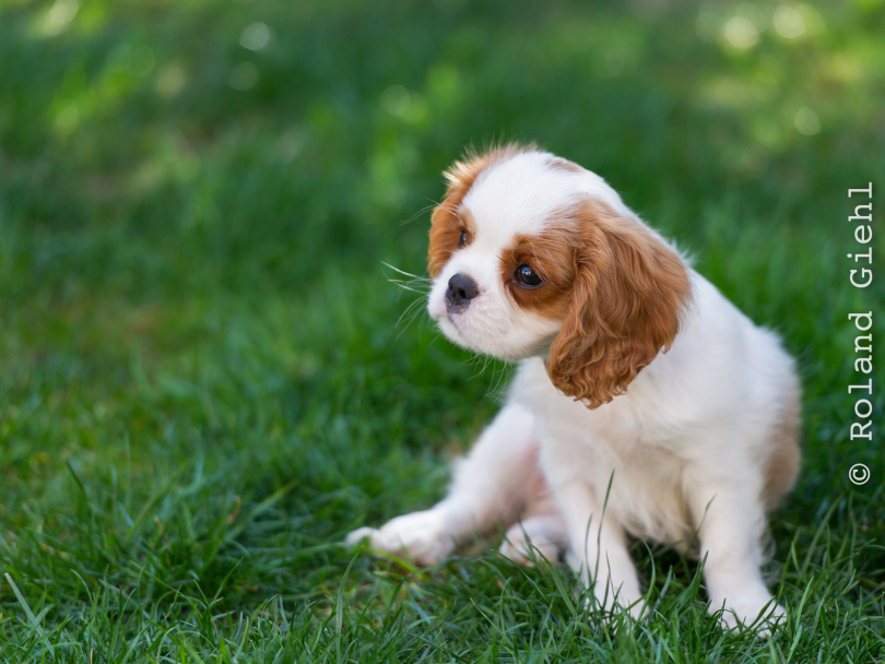 Bissersheim__20140329-018