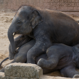 Zoo_Hannover-20130822-389