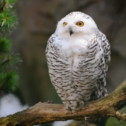 zoom_gelsenkirchen_2011-09-10_02