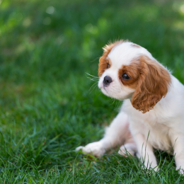 Bissersheim__20140329-018