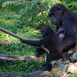 Gaiapark_2011-10-01_18