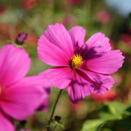 BuGa_Koblenz_2011-10-02_09